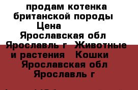 продам котенка британской породы › Цена ­ 1 000 - Ярославская обл., Ярославль г. Животные и растения » Кошки   . Ярославская обл.,Ярославль г.